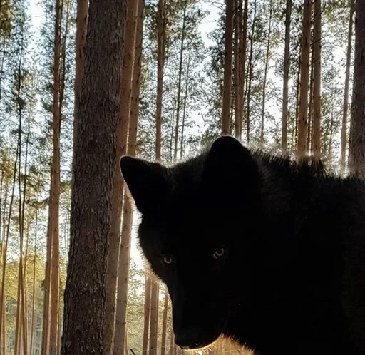 🌟 Стикер «Wolfs» для Telegram