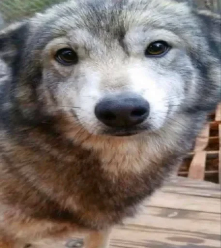 🌟 Стикер «Wolfs» для Telegram