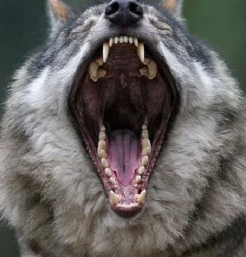 🗣 Стикер «Wolfs» для Telegram