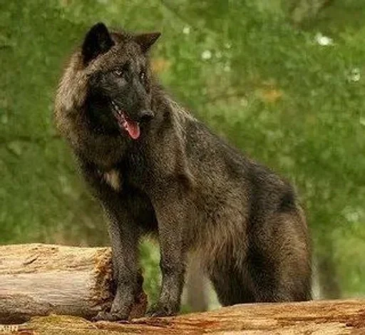🌟 Стикер «Wolfs» для Telegram