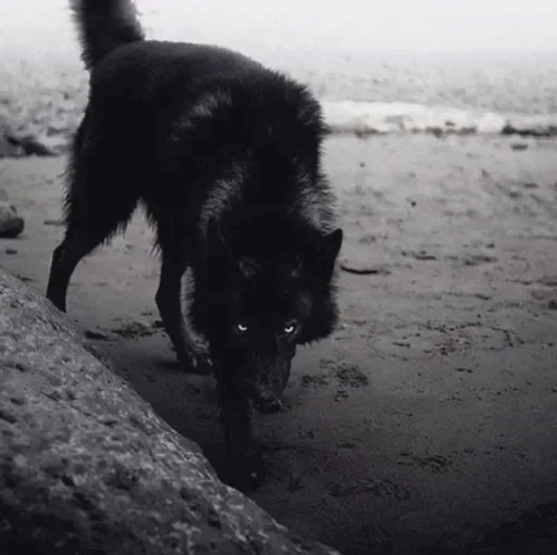 🌟 Стикер «Wolfs» для Telegram