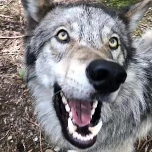 🐾 Стикер «Wolfs» для Telegram