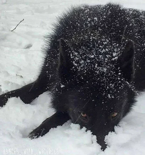 🌟 Стикер «Wolfs» для Telegram