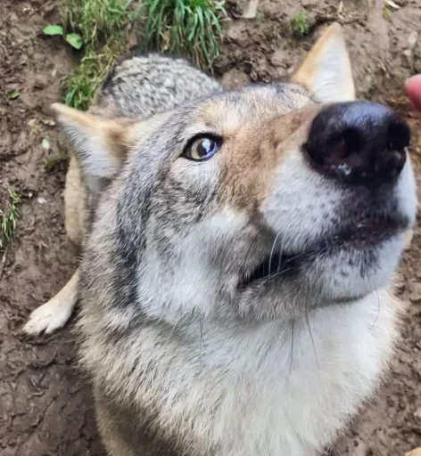 👃 Стикер «Wolfs» для Telegram