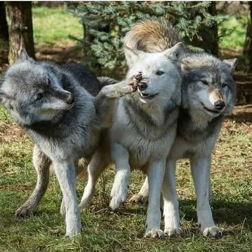🌟 Стикер «Wolfs» для Telegram