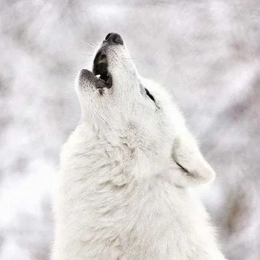 😳 Стикер «Wolfs» для Telegram