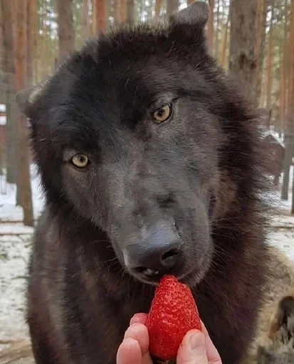 🌟 Стикер «Wolfs» для Telegram