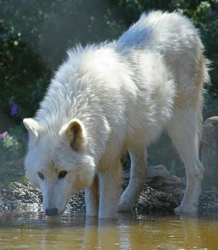 👅 Стикер «Wolfs» для Telegram
