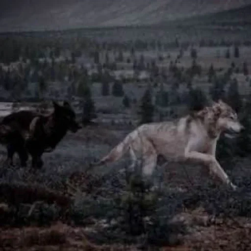 🌟 Стикер «Wolfs» для Telegram