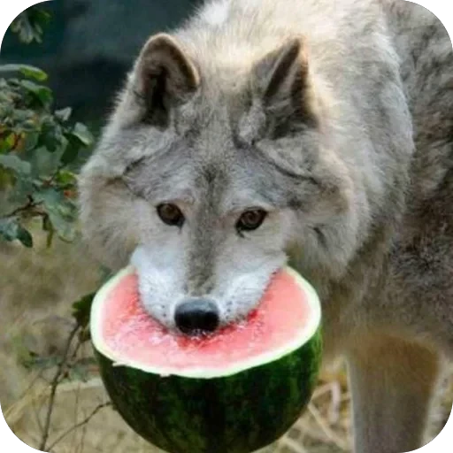 🫥 Стикер «Wolfs» для Telegram