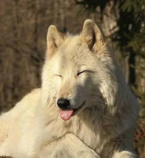 😜 Стикер «Wolfs» для Telegram
