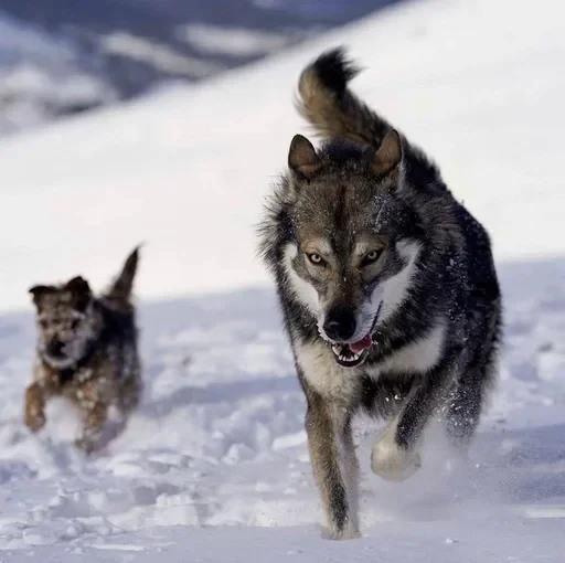 🌟 Стикер «Wolfs» для Telegram
