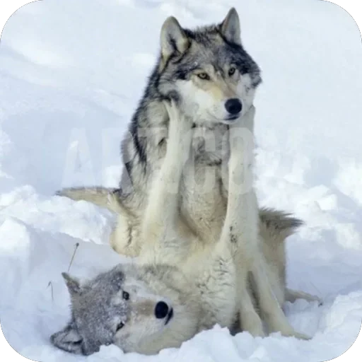 🫥 Стикер «Wolfs» для Telegram