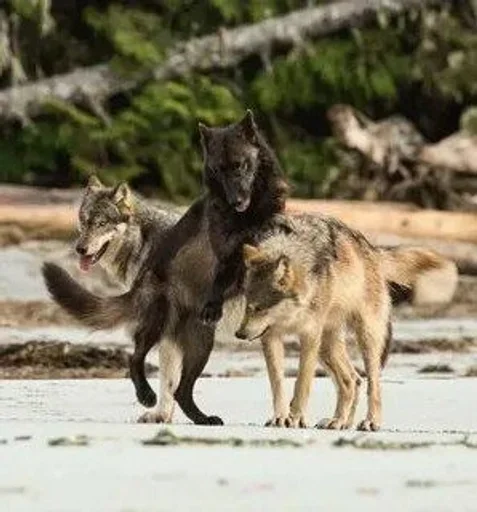 🌟 Стикер «Wolfs» для Telegram