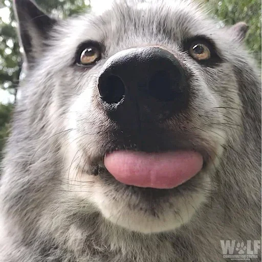 🌟 Стикер «Wolfs» для Telegram