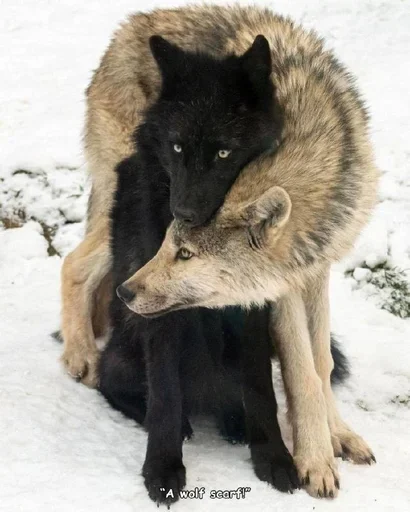 🌟 Стикер «Wolfs» для Telegram