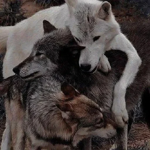 🌟 Стикер «Wolfs» для Telegram