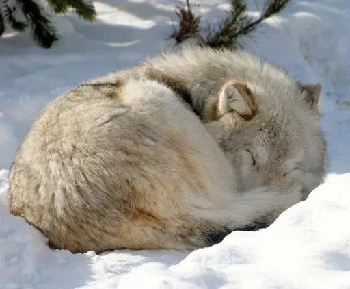 🌟 Стикер «Wolfs» для Telegram