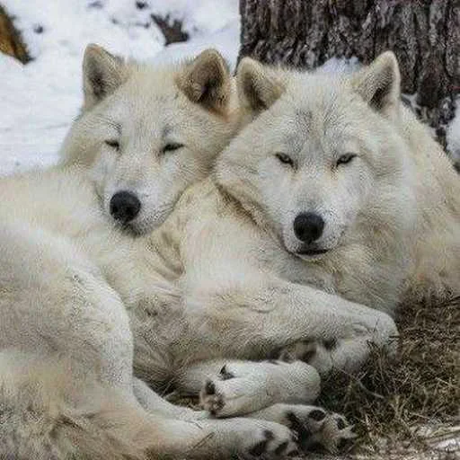 ❤️ Стикер «Wolfs» для Telegram