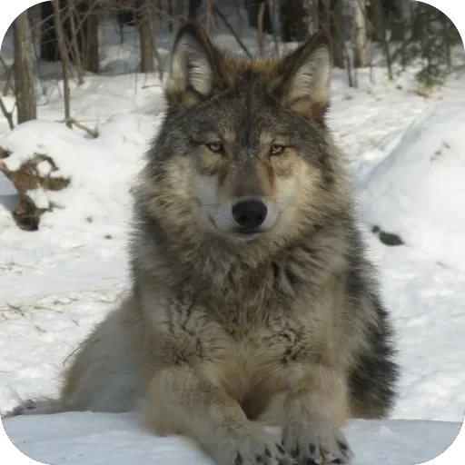 🫥 Стикер «Wolfs» для Telegram