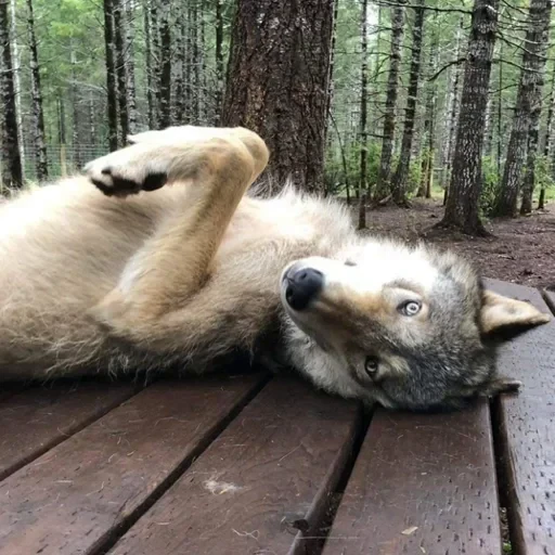 🐾 Стикер «Wolfs» для Telegram