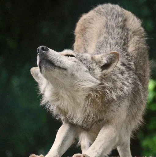 🌟 Стикер «Wolfs» для Telegram
