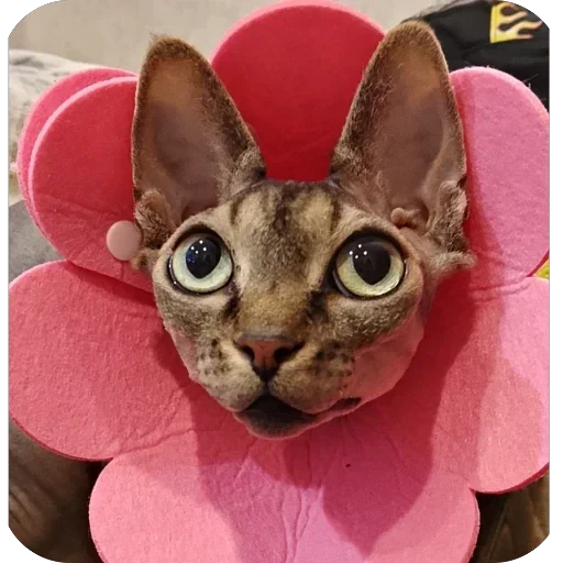 🌺 Стикер «Comfort+» для Telegram