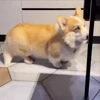 🤩 Эмодзи «Corgi» для Telegram
