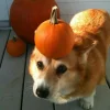 🤩 Эмодзи «Corgi» для Telegram