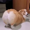 🤩 Эмодзи «Corgi» для Telegram