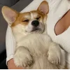 🤩 Эмодзи «Corgi» для Telegram