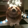 🤩 Эмодзи «Corgi» для Telegram