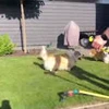 🤩 Эмодзи «Corgi» для Telegram