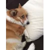 🤩 Эмодзи «Corgi» для Telegram
