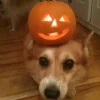 🤩 Эмодзи «Corgi» для Telegram