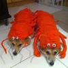 🤩 Эмодзи «Corgi» для Telegram