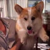 🤩 Эмодзи «Corgi» для Telegram