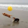 🤩 Эмодзи «Corgi» для Telegram