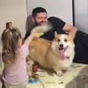 🤩 Эмодзи «Corgi» для Telegram