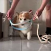 🤩 Эмодзи «Corgi» для Telegram