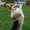 🤩 Эмодзи «Corgi» для Telegram