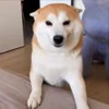 🤩 Эмодзи «Corgi» для Telegram