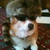 Стикерпак Corgi для Telegram