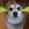 🤩 Эмодзи «Corgi» для Telegram