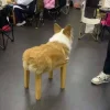 🤩 Эмодзи «Corgi» для Telegram