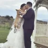 🤩 Эмодзи «Corgi» для Telegram