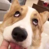 🤩 Эмодзи «Corgi» для Telegram