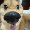🤩 Эмодзи «Corgi» для Telegram