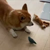 🤩 Эмодзи «Corgi» для Telegram