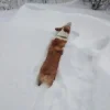 🤩 Эмодзи «Corgi» для Telegram